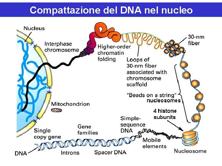 Compattazione del DNA nel nucleo 