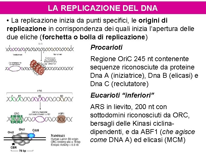 LA REPLICAZIONE DEL DNA • La replicazione inizia da punti specifici, le origini di