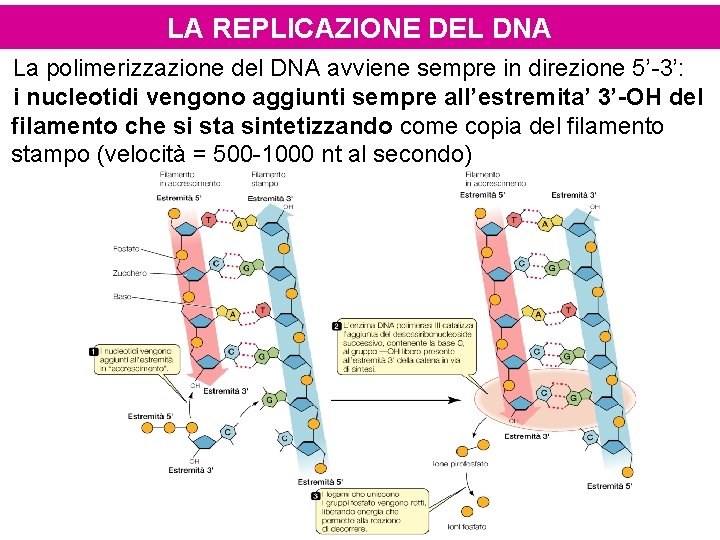 LA REPLICAZIONE DEL DNA La polimerizzazione del DNA avviene sempre in direzione 5’-3’: i