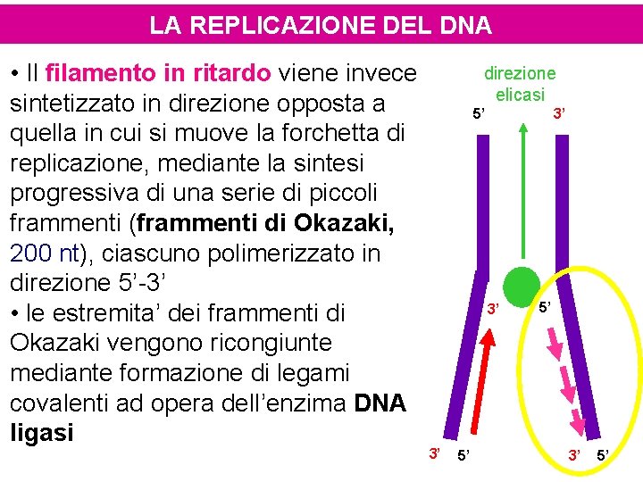LA REPLICAZIONE DEL DNA • Il filamento in ritardo viene invece sintetizzato in direzione