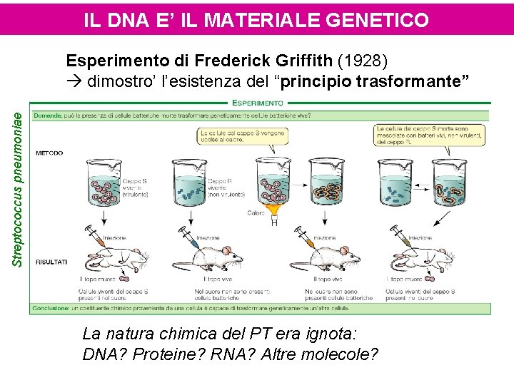IL DNA E’ IL MATERIALE GENETICO Streptococcus pneumoniae Esperimento di Frederick Griffith (1928) dimostro’