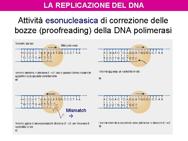 LA REPLICAZIONE DEL DNA Attività esonucleasica di correzione delle bozze (proofreading) della DNA polimerasi