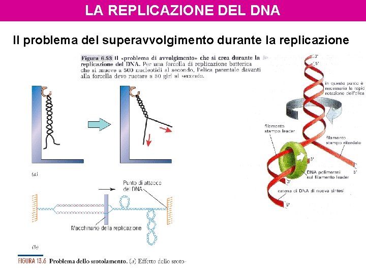 LA REPLICAZIONE DEL DNA Il problema del superavvolgimento durante la replicazione 