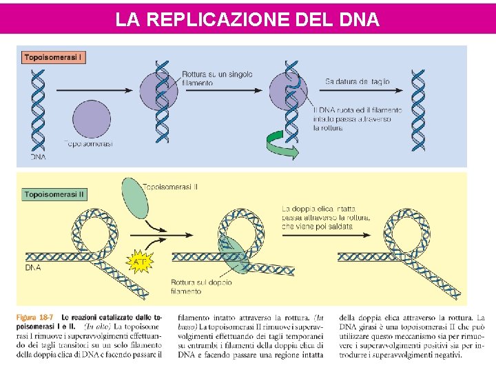 LA REPLICAZIONE DEL DNA 
