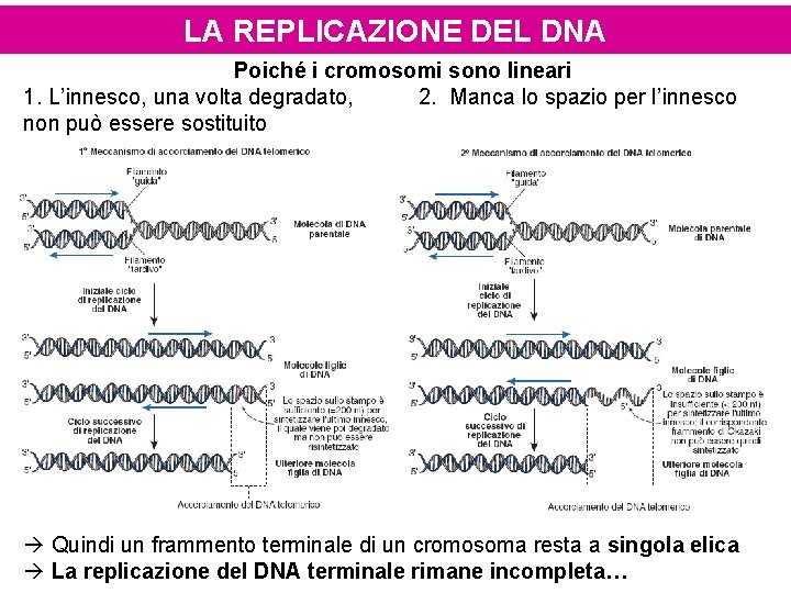 LA REPLICAZIONE DEL DNA Poiché i cromosomi sono lineari 1. L’innesco, una volta degradato,