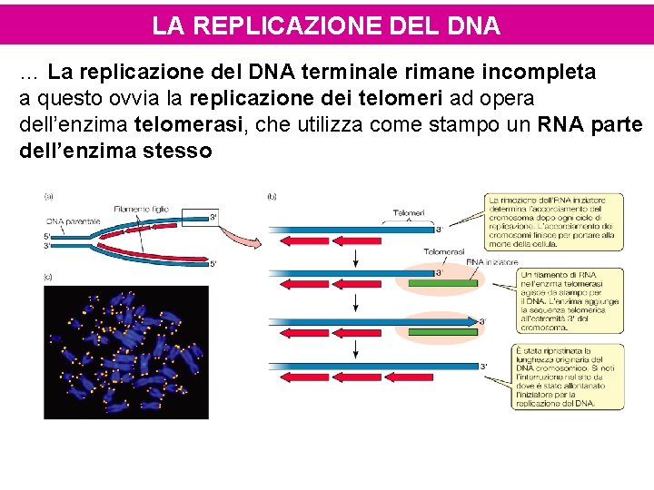 LA REPLICAZIONE DEL DNA … La replicazione del DNA terminale rimane incompleta a questo