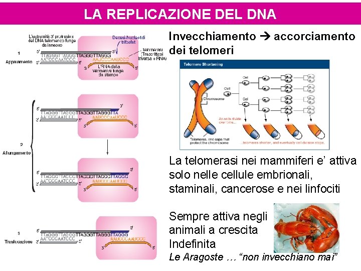 LA REPLICAZIONE DEL DNA Invecchiamento accorciamento dei telomeri La telomerasi nei mammiferi e’ attiva