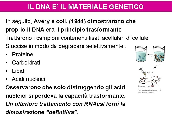 IL DNA E’ IL MATERIALE GENETICO In seguito, Avery e coll. (1944) dimostrarono che