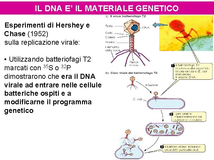 IL DNA E’ IL MATERIALE GENETICO Esperimenti di Hershey e Chase (1952) sulla replicazione