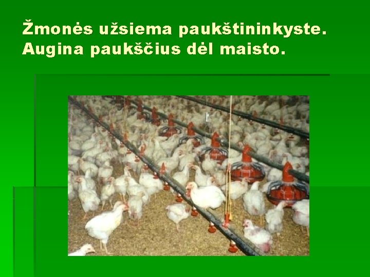 Žmonės užsiema paukštininkyste. Augina paukščius dėl maisto. 