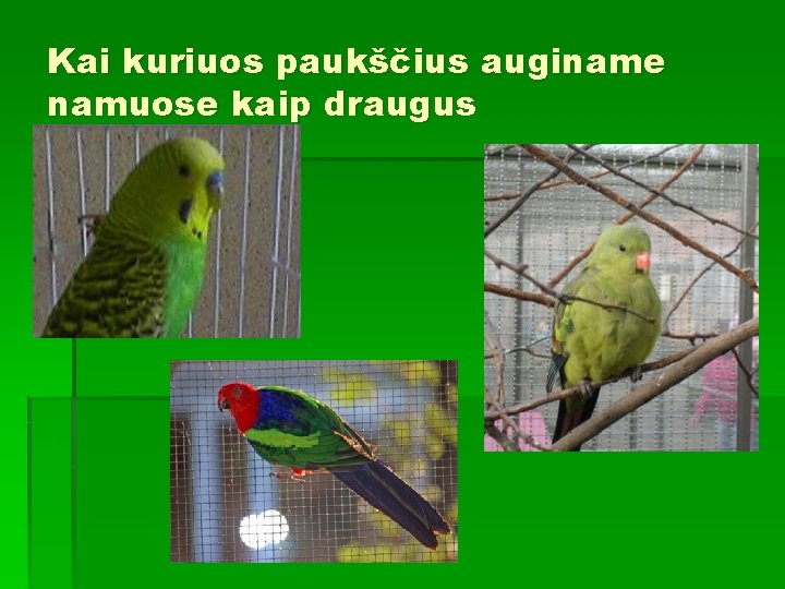 Kai kuriuos paukščius auginame namuose kaip draugus 