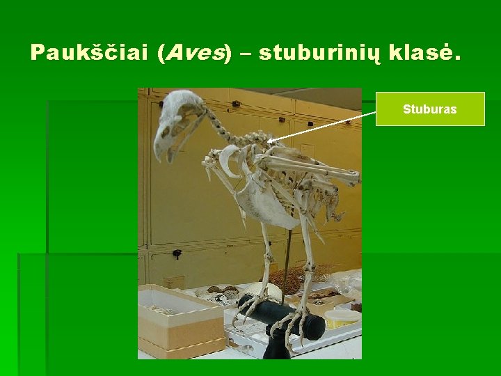 Paukščiai (Aves) – stuburinių klasė. Stuburas 