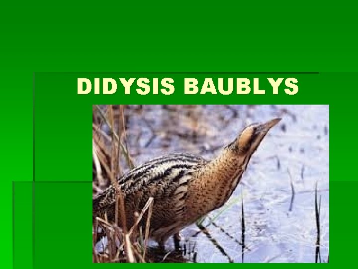DIDYSIS BAUBLYS 