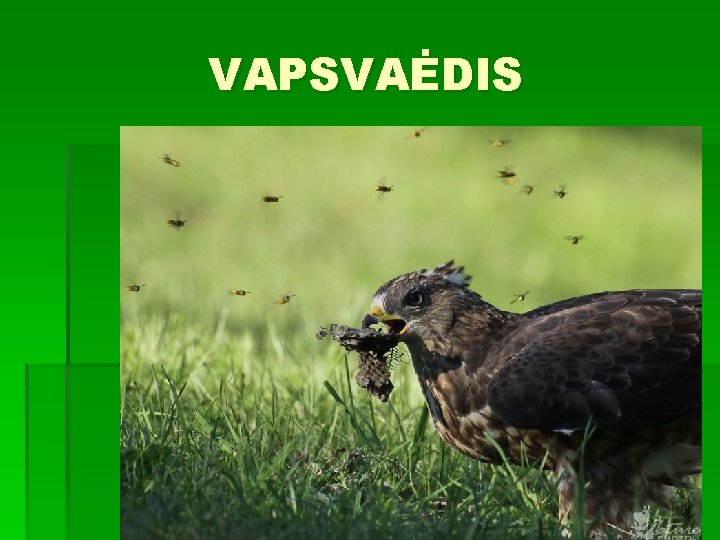 VAPSVAĖDIS 