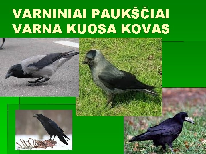 VARNINIAI PAUKŠČIAI VARNA KUOSA KOVAS 