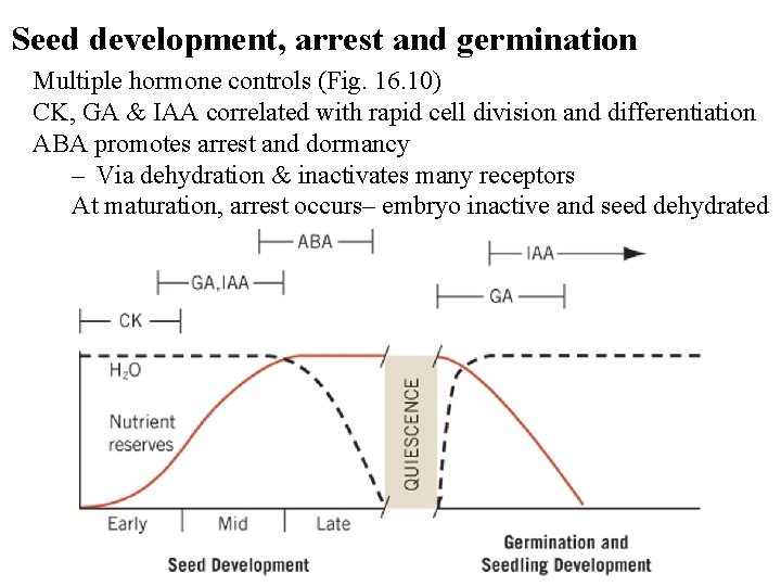 Seed development, arrest and germination Multiple hormone controls (Fig. 16. 10) CK, GA &