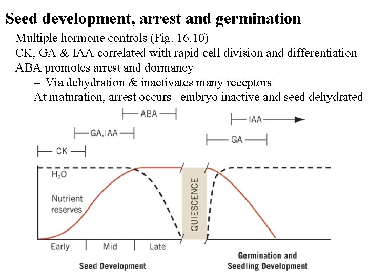 Seed development, arrest and germination Multiple hormone controls (Fig. 16. 10) CK, GA &