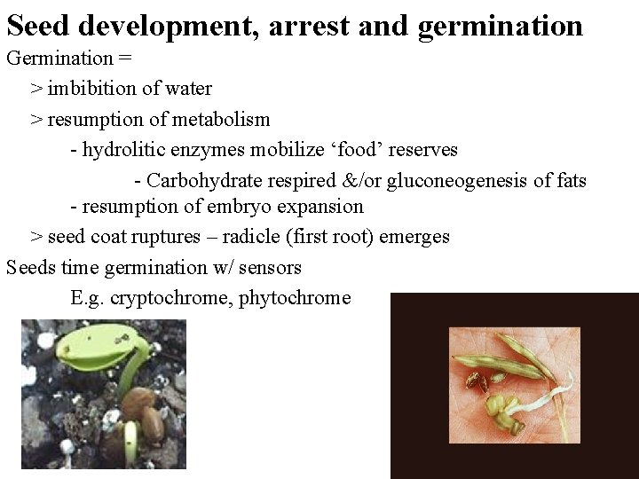 Seed development, arrest and germination Germination = > imbibition of water > resumption of