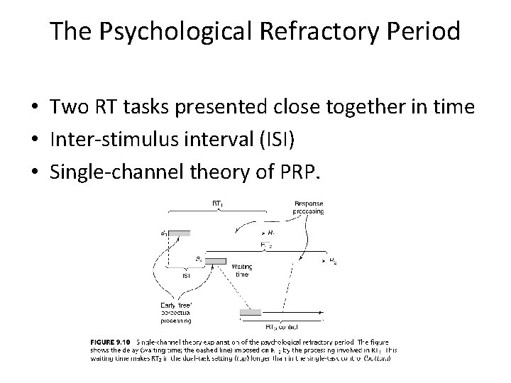 The Psychological Refractory Period • Two RT tasks presented close together in time •
