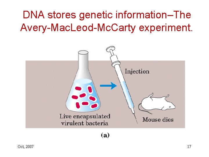 DNA stores genetic information–The Avery-Mac. Leod-Mc. Carty experiment. Oct, 2007 17 