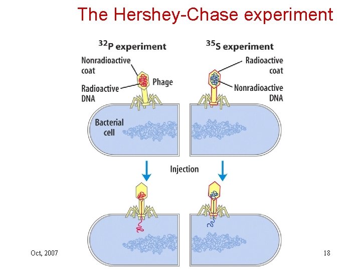 The Hershey-Chase experiment Oct, 2007 18 