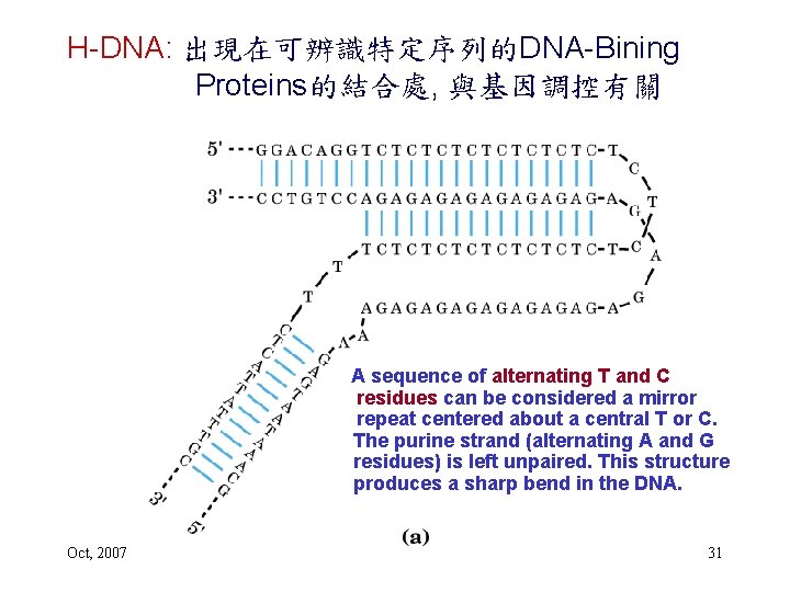 H-DNA: 出現在可辨識特定序列的DNA-Bining Proteins的結合處, 與基因調控有關 A sequence of alternating T and C residues can be