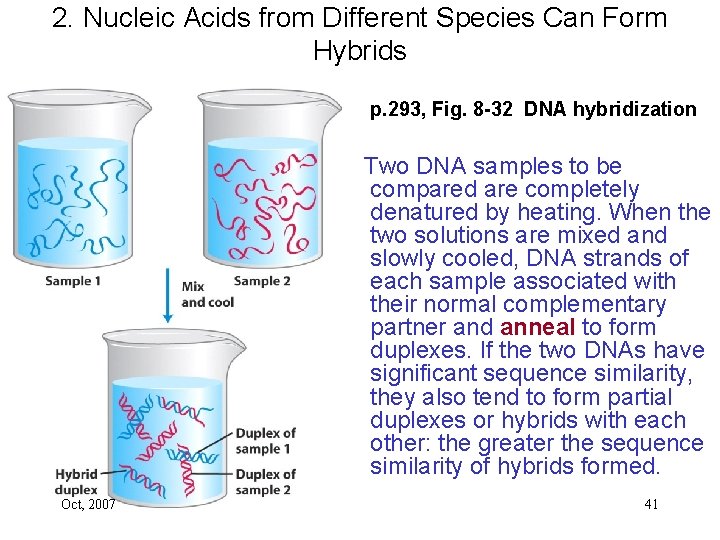 2. Nucleic Acids from Different Species Can Form Hybrids p. 293, Fig. 8 -32