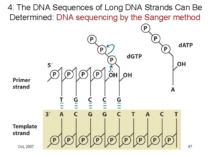 4. The DNA Sequences of Long DNA Strands Can Be Determined: DNA sequencing by