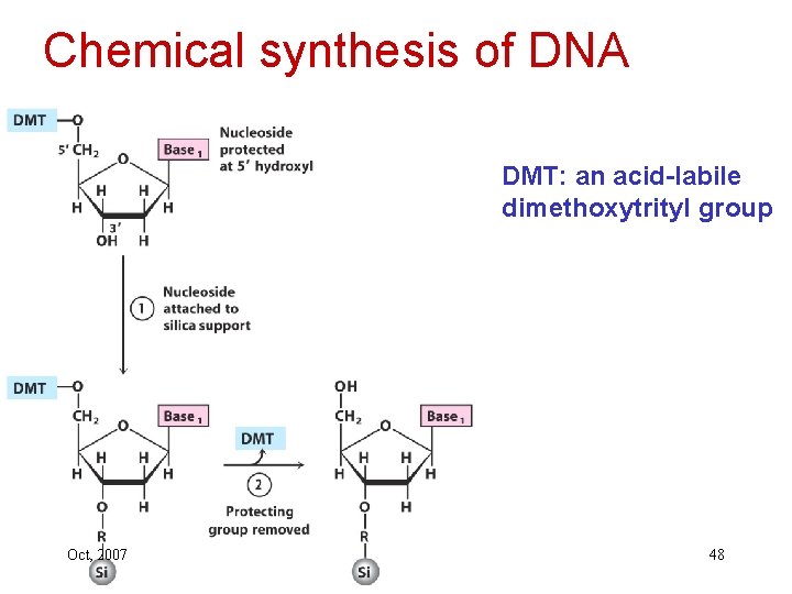 Chemical synthesis of DNA DMT: an acid-labile dimethoxytrityl group Oct, 2007 48 