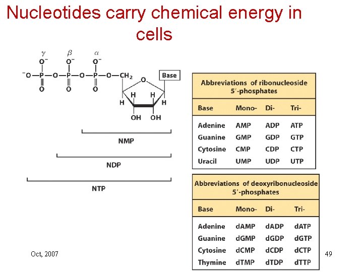 Nucleotides carry chemical energy in cells Oct, 2007 49 