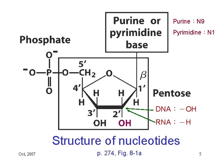 Purine：N 9 Pyrimidine：N 1 DNA：－OH RNA：－H Structure of nucleotides Oct, 2007 p. 274, Fig.