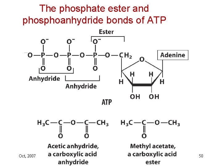 The phosphate ester and phosphoanhydride bonds of ATP Oct, 2007 50 