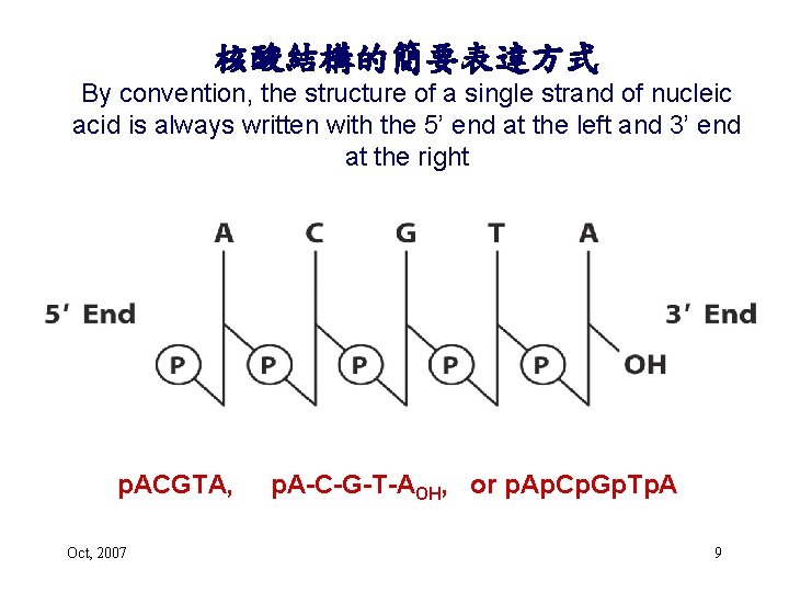 核酸結構的簡要表達方式 By convention, the structure of a single strand of nucleic acid is always