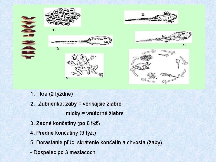 1. Ikra (2 týždne) 2. Žubrienka: žaby = vonkajšie žiabre mloky = vnútorné žiabre