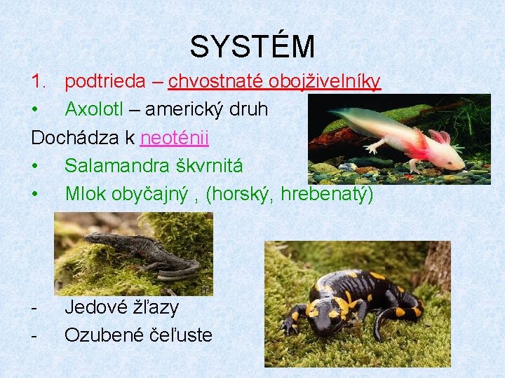 SYSTÉM 1. podtrieda – chvostnaté obojživelníky • Axolotl – americký druh Dochádza k neoténii