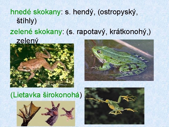 hnedé skokany: s. hendý, (ostropyský, štíhly) zelené skokany: (s. rapotavý, krátkonohý, ) zelený (Lietavka