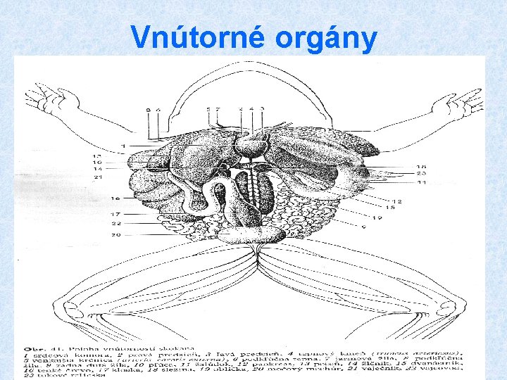 Vnútorné orgány 