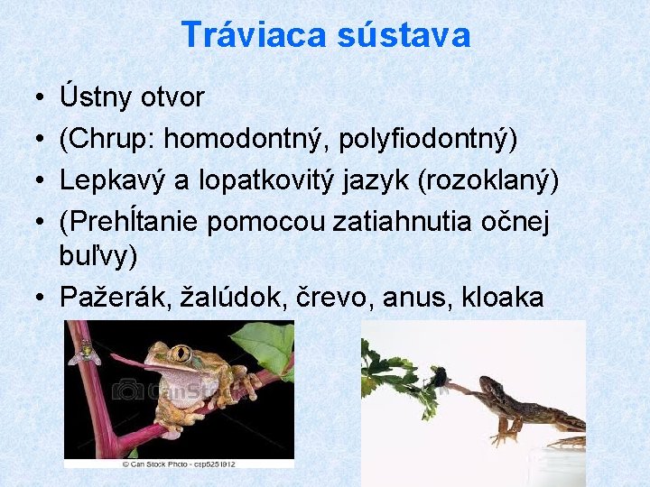 Tráviaca sústava • • Ústny otvor (Chrup: homodontný, polyfiodontný) Lepkavý a lopatkovitý jazyk (rozoklaný)