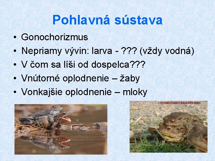 Pohlavná sústava • • • Gonochorizmus Nepriamy vývin: larva - ? ? ? (vždy