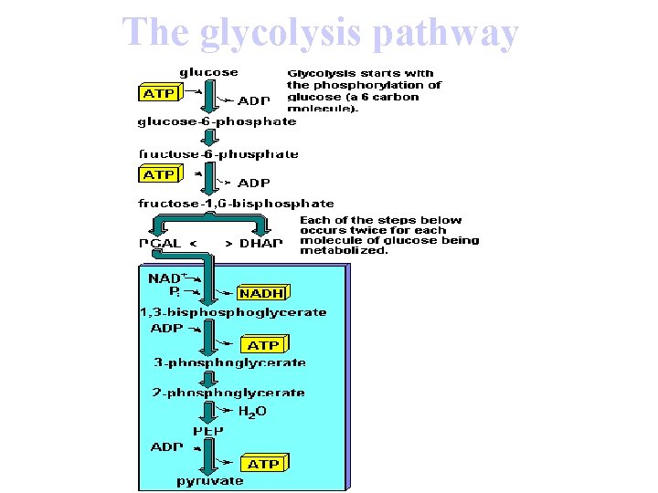 The glycolysis pathway 