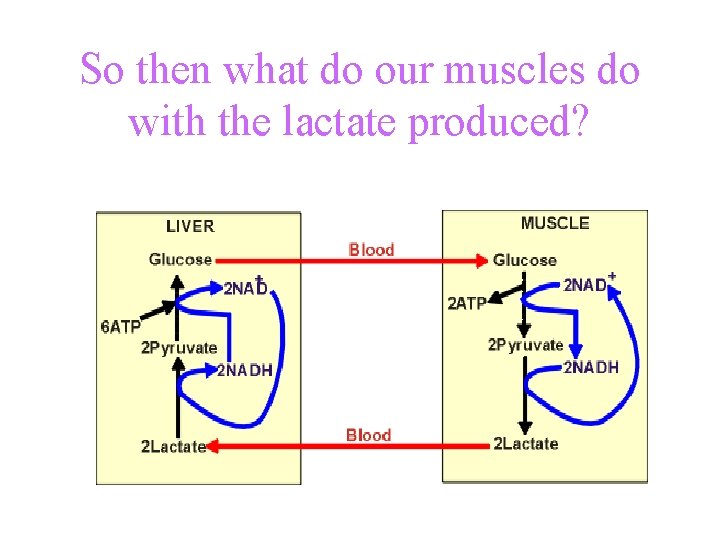 So then what do our muscles do with the lactate produced? 