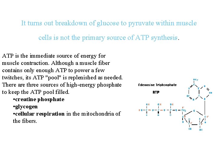 It turns out breakdown of glucose to pyruvate within muscle cells is not the