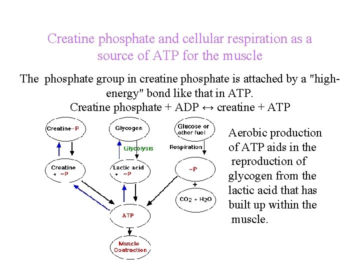 Creatine phosphate and cellular respiration as a source of ATP for the muscle The