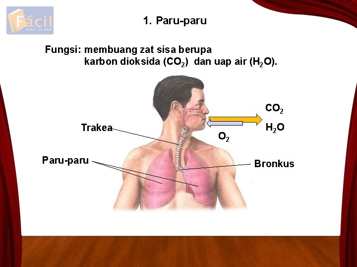 1. Paru-paru Fungsi: membuang zat sisa berupa karbon dioksida (CO 2) dan uap air