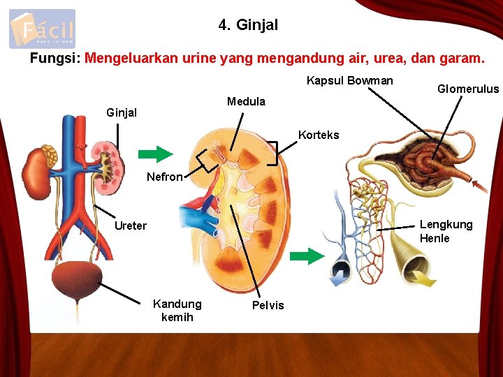 4. Ginjal Fungsi: Mengeluarkan urine yang mengandung air, urea, dan garam. Kapsul Bowman Glomerulus