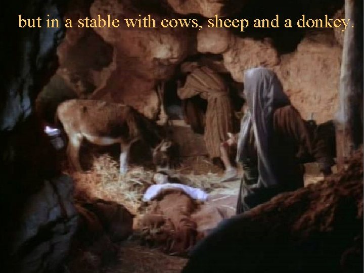 but in a stable with cows, sheep and a donkey. 