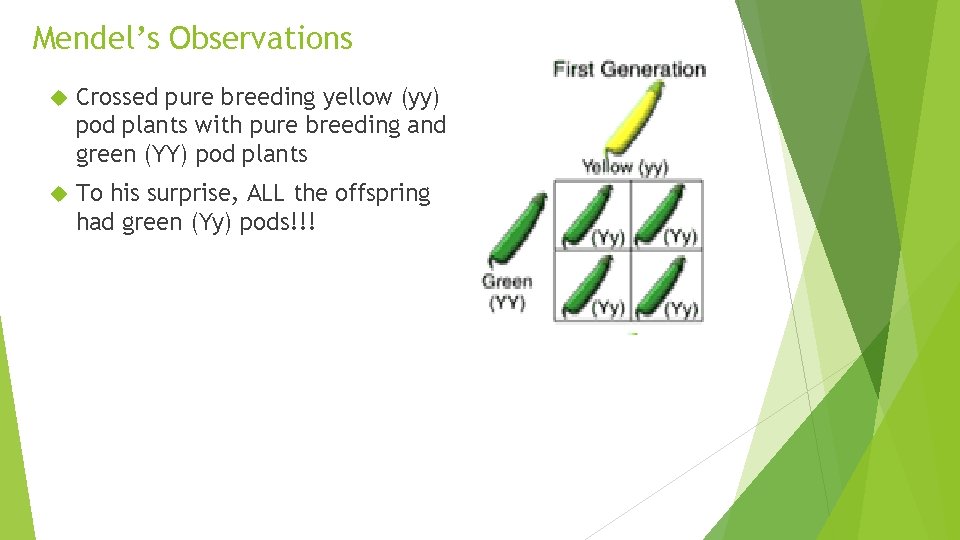 Mendel’s Observations Crossed pure breeding yellow (yy) pod plants with pure breeding and green
