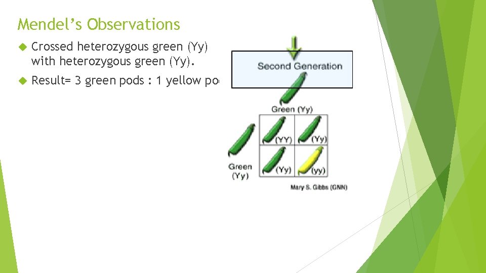 Mendel’s Observations Crossed heterozygous green (Yy) with heterozygous green (Yy). Result= 3 green pods