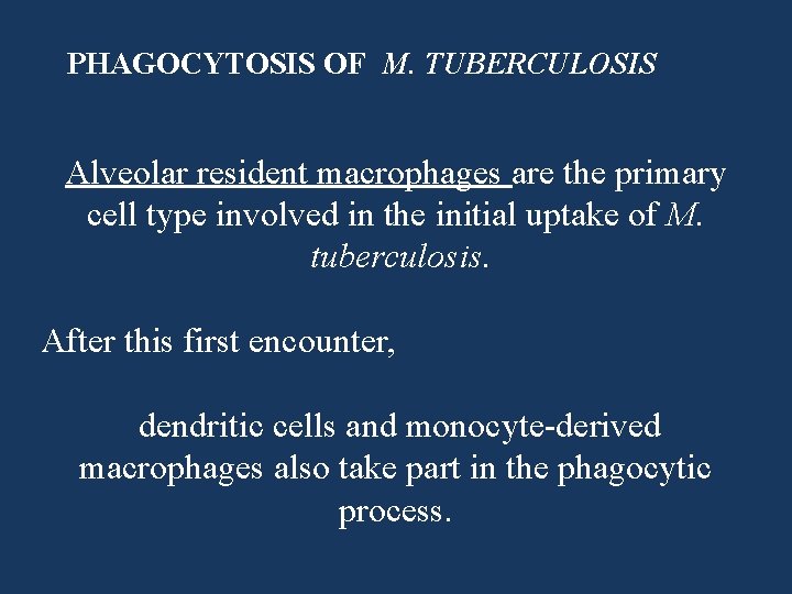 PHAGOCYTOSIS OF M. TUBERCULOSIS Alveolar resident macrophages are the primary cell type involved in