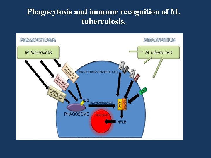 Phagocytosis and immune recognition of M. tuberculosis. Phagocytosis and immune recognition of M. tuberculosis.